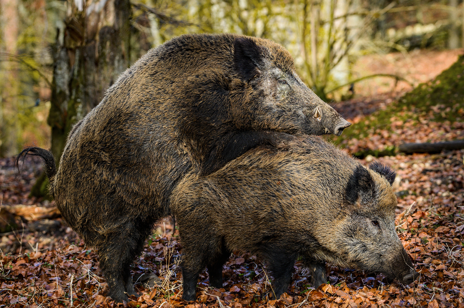 So ein Schwein - Quel cochon