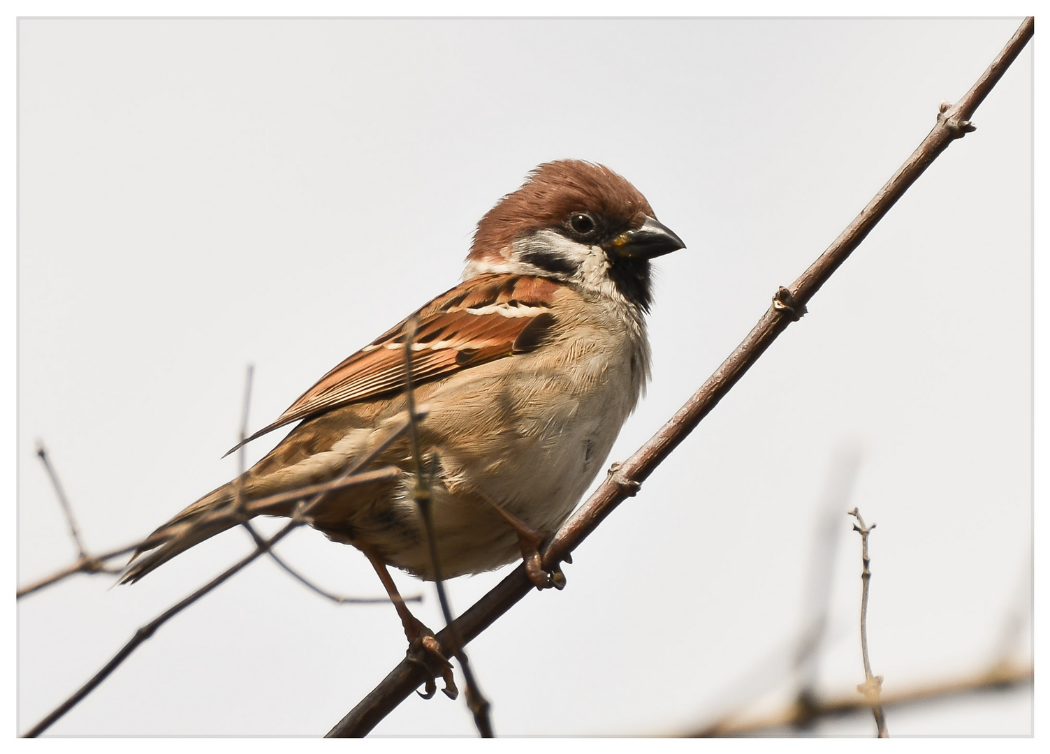 So ein Spatz......