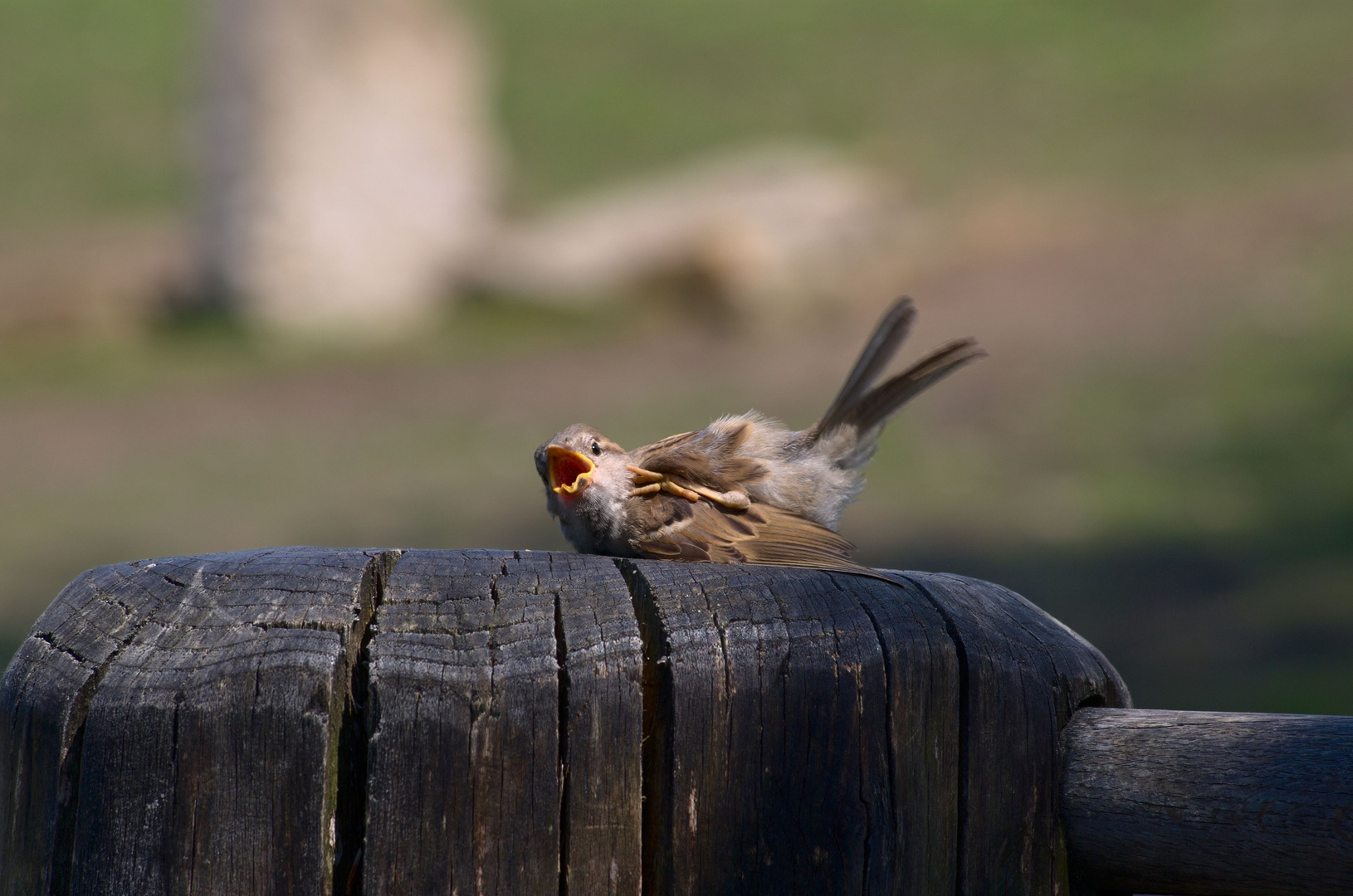 So ein Spatz