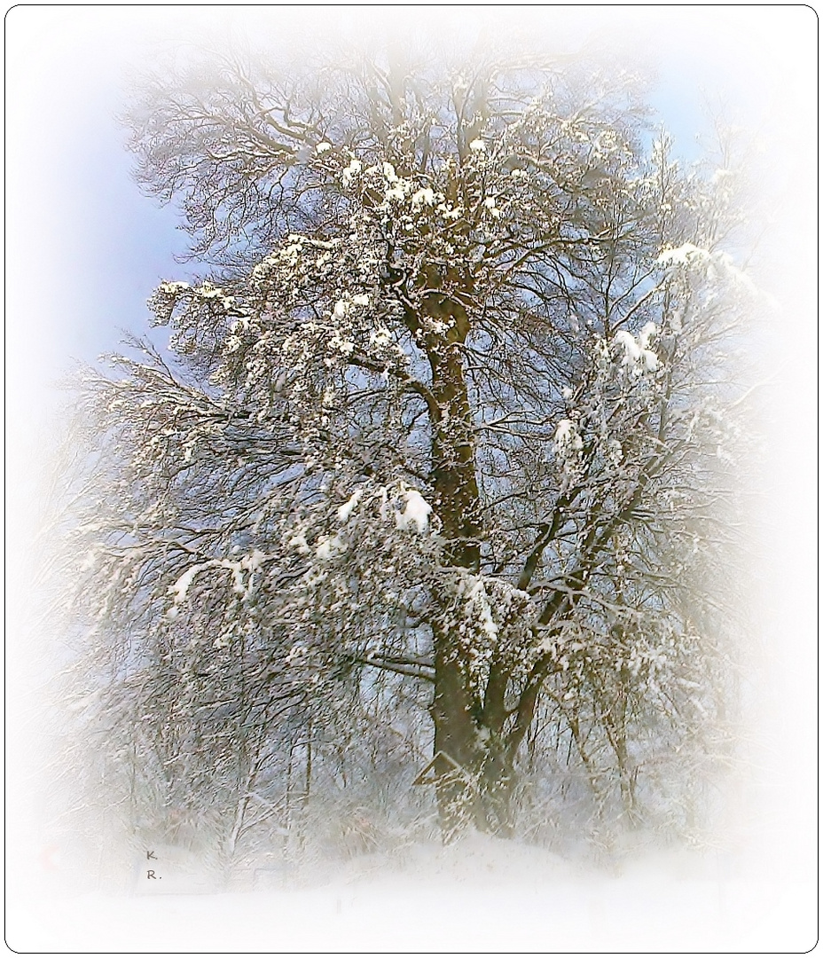 So ein stattlicher Baum vom Schnee umweht ...