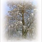 So ein stattlicher Baum vom Schnee umweht ...