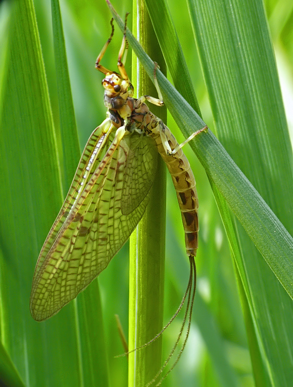 So EIN TAG......., endlich konnte ich eine Eintagsfliege(Ephemeroptera) ablichten.