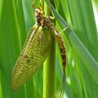 So EIN TAG......., endlich konnte ich eine Eintagsfliege(Ephemeroptera) ablichten.