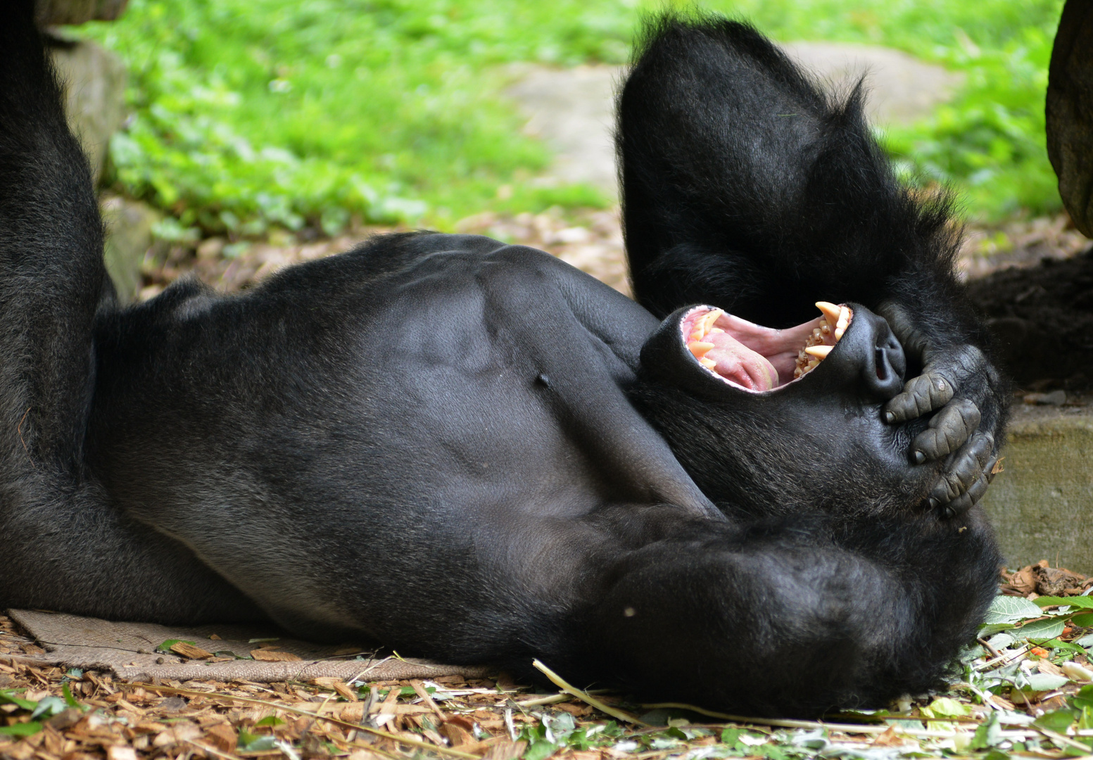 so ein Tag im Zoo ist richtig anstrengend!