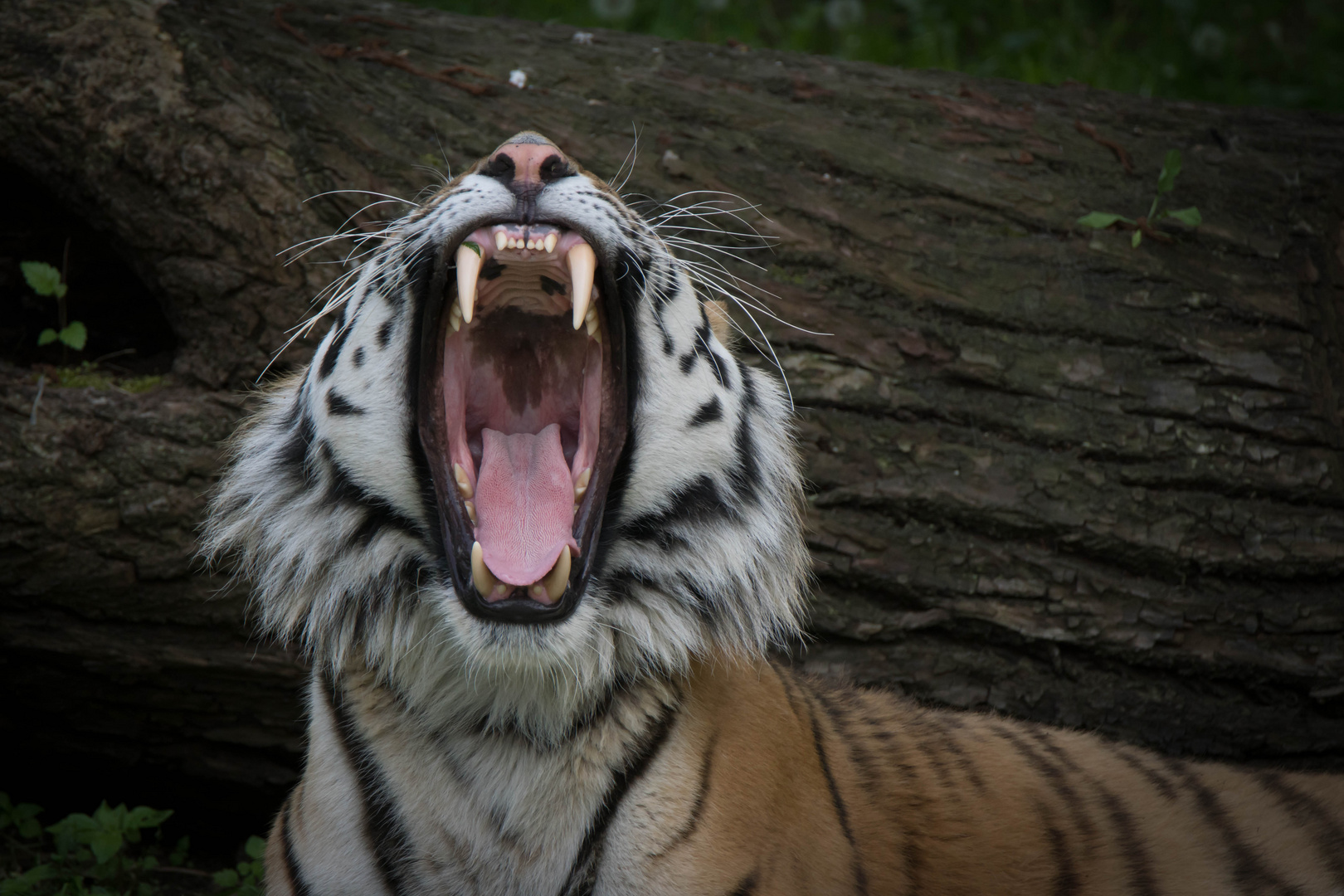  So ein Tiger hat beeindruckende Zähne ...