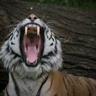  So ein Tiger hat beeindruckende Zähne ...