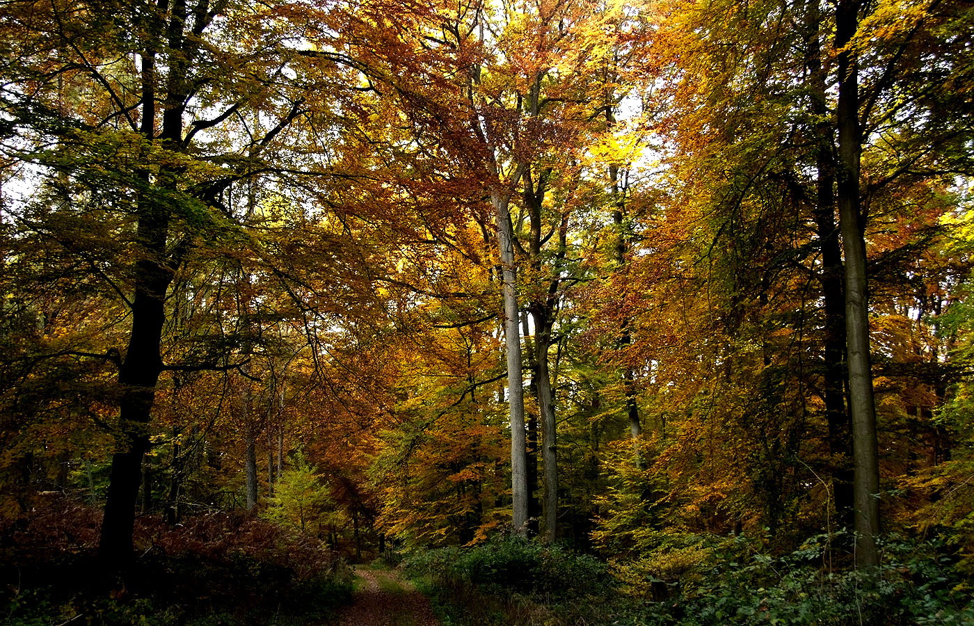 So ein Waldspaziergang ...