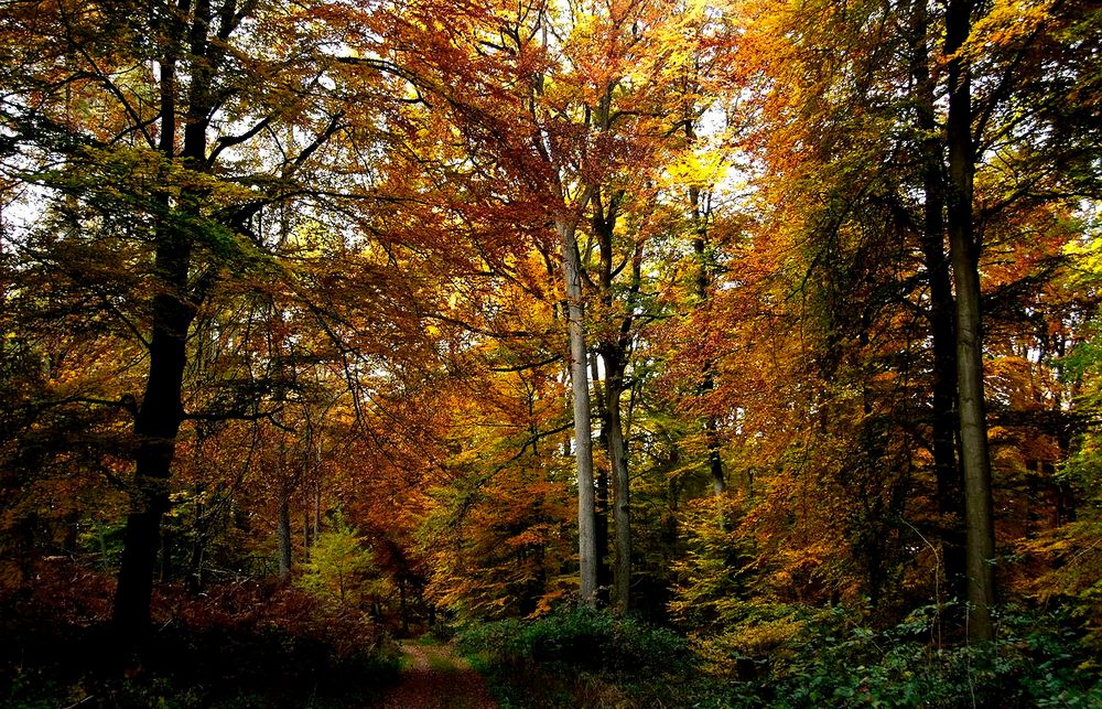 So ein Waldspaziergang ...