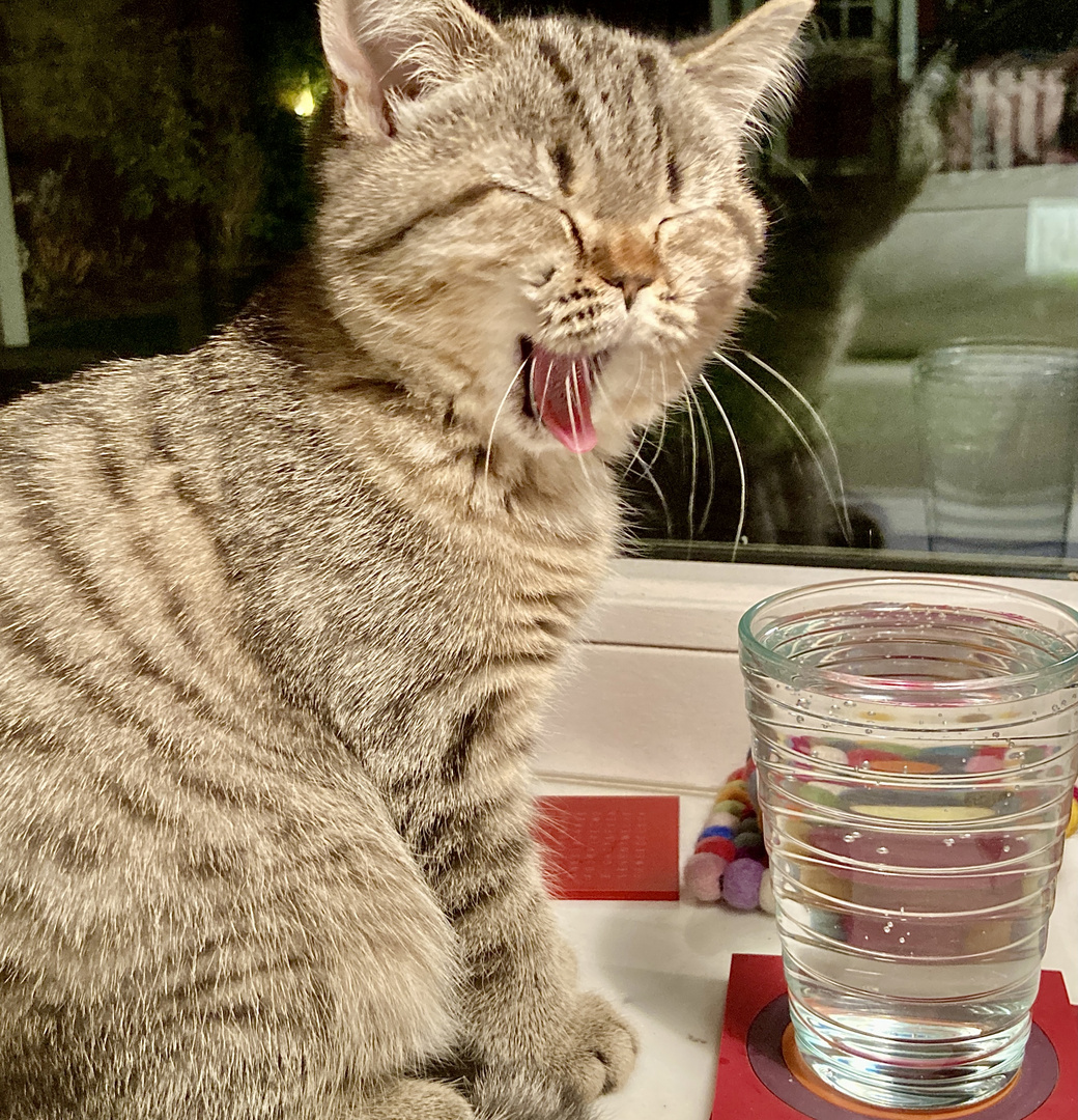 "So ein Wasser müsst ihr Menschen trinken?!"