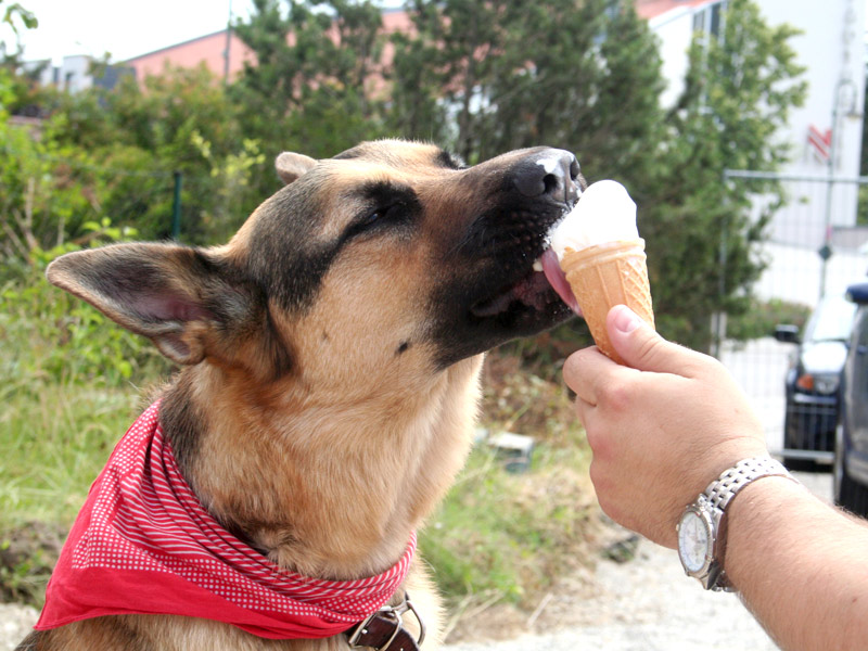 So eine Abkühlung tut richtig gut. Foto & Bild tiere, haustiere