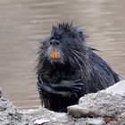 So eine Frostbeule - Brrrr.... ist es kalt geworden... Nutria  (Myocastor coypus)