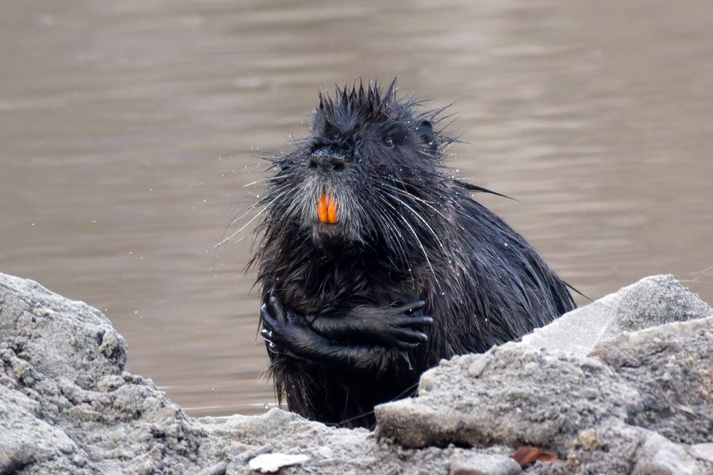 So eine Frostbeule - Brrrr.... ist es kalt geworden... Nutria  (Myocastor coypus)