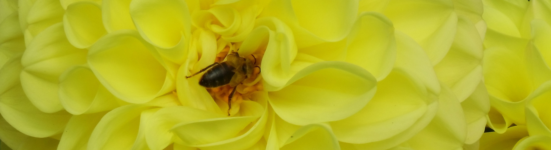 So eine große Blume, für eine so kleine Biene