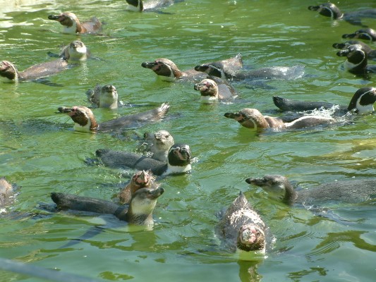 So eine Hitze! Da gibts nur eines, schwimmen gehen!!!