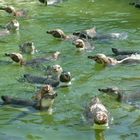 So eine Hitze! Da gibts nur eines, schwimmen gehen!!!