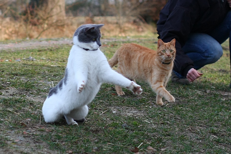 So eine Maus habe ich gefangen...