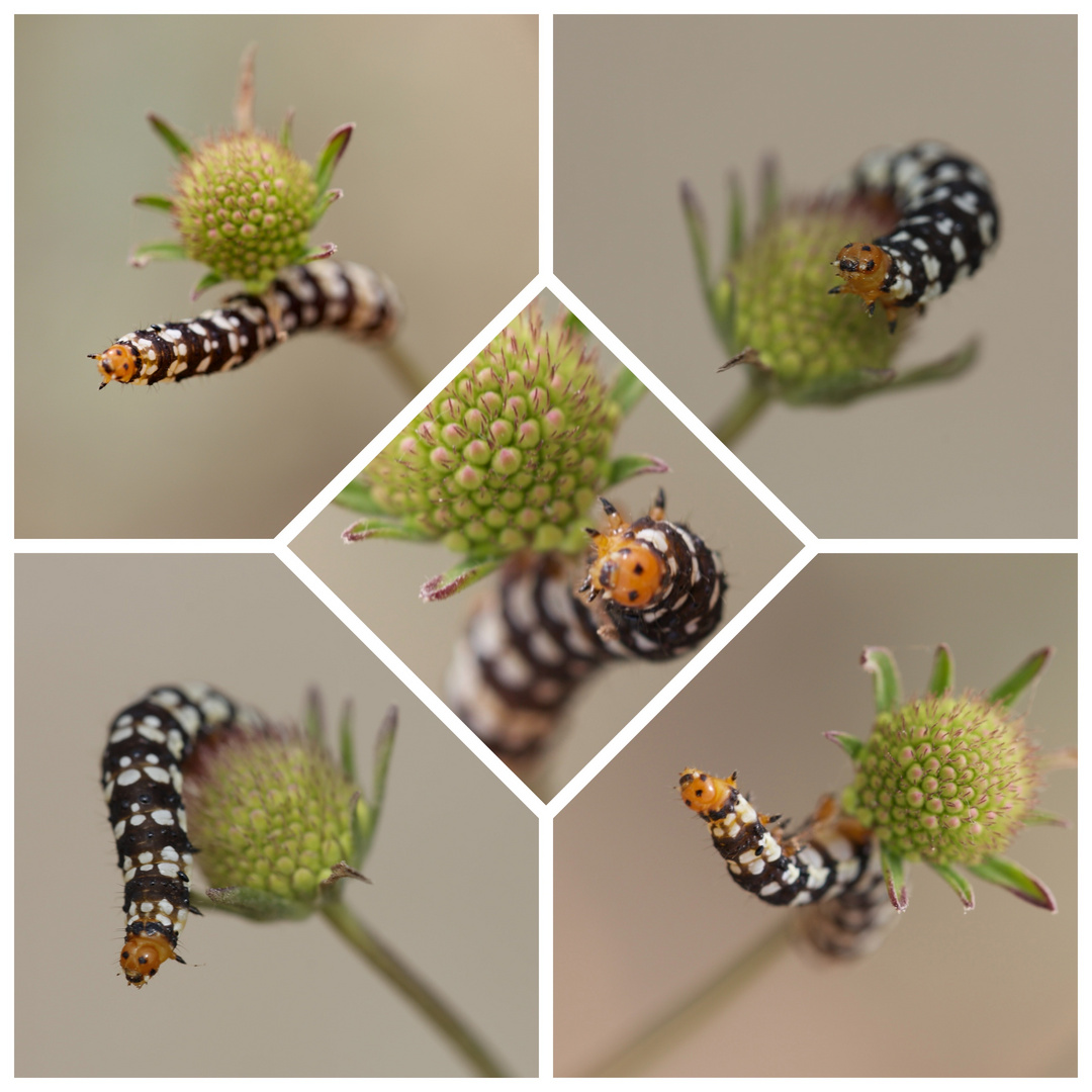 So eine Poser - Raupe mit verblühter Acker Witwenblume