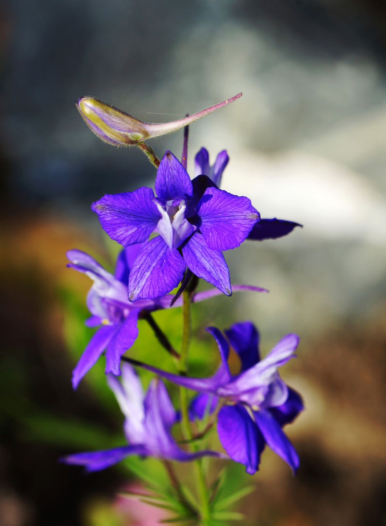 so eine schöne Farbe und doch so kleine Pflanze