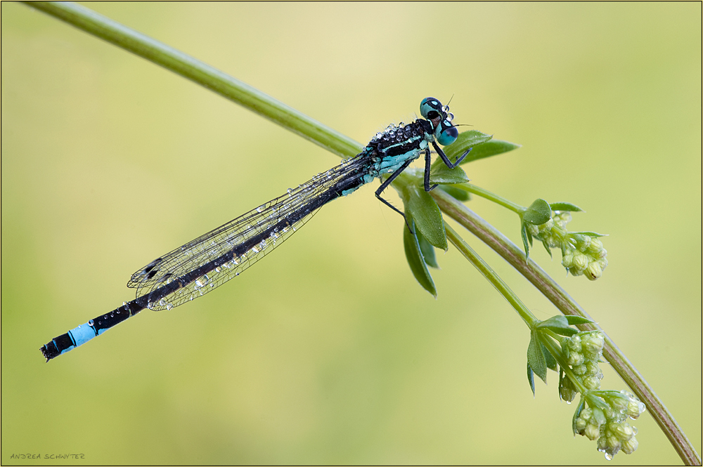 so eine schwarz blaue...