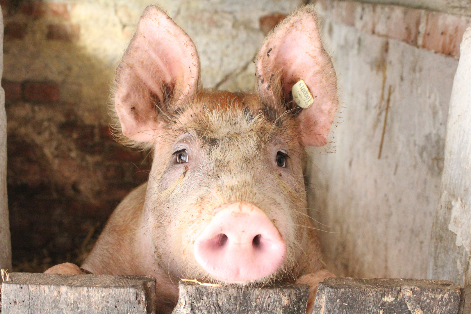 So eine Schweinerei!