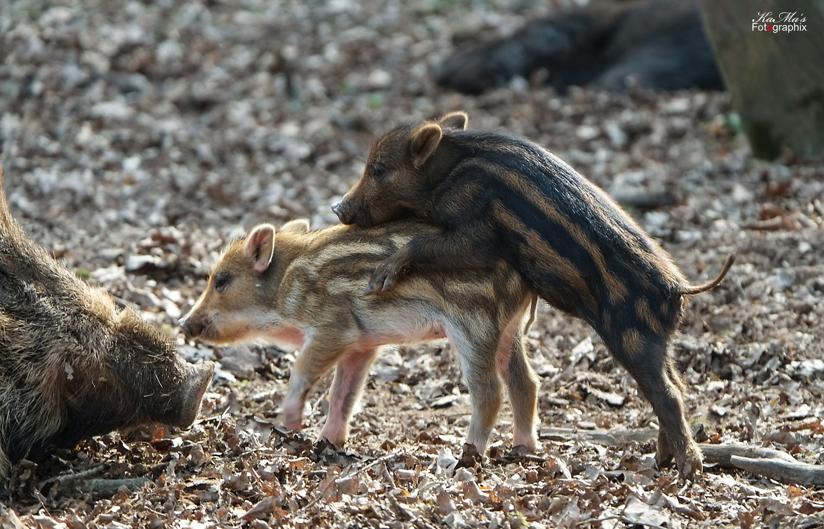 So eine Schweinerei...