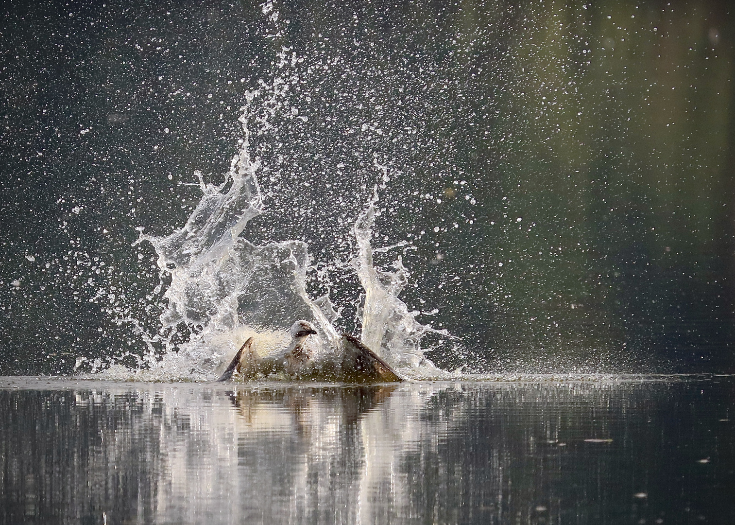 So eine Szene vergisst man nicht.......Fischadler kämpft sich nach Einschlag aus dem See!