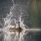So eine Szene vergisst man nicht.......Fischadler kämpft sich nach Einschlag aus dem See!
