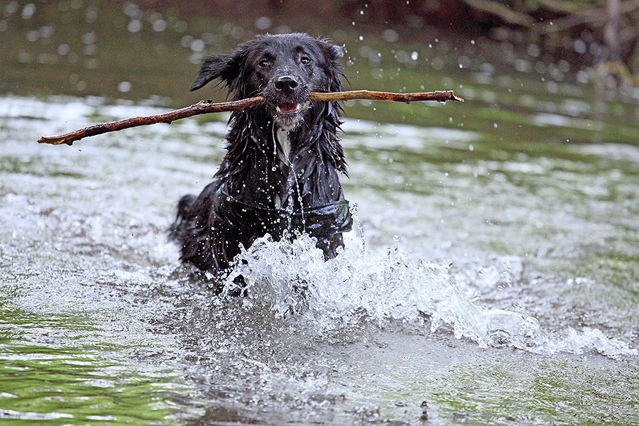 So eine Wasserratte