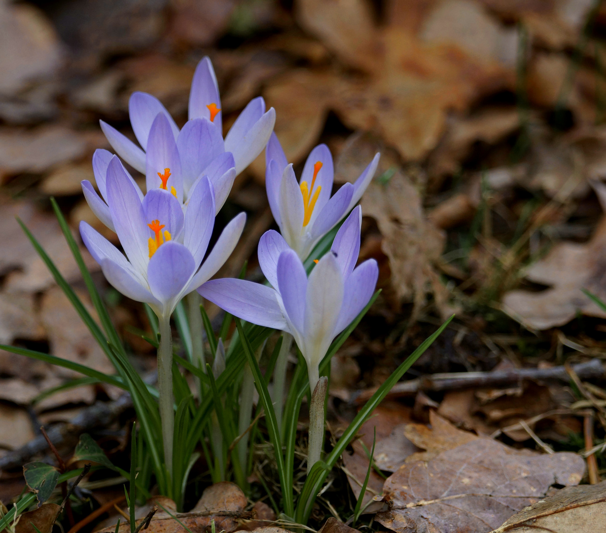 So eine Zartheit in Farbe und Schönheit der Natur