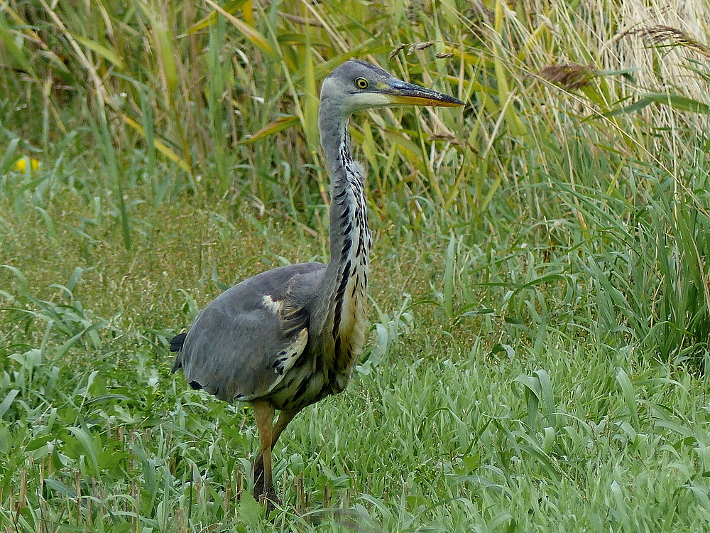 So einen farbigen Reiher hatte ich noch nie gesehen 