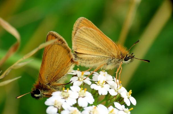 So einige wenige Falter