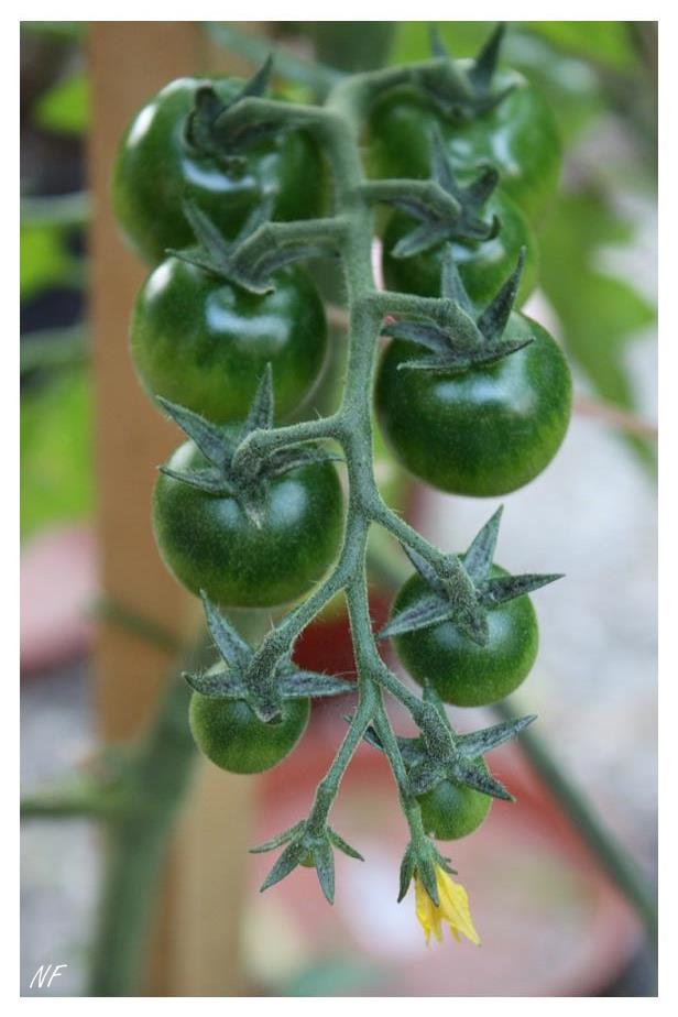 So erzähl doch mal jemand nen schmutzigen Witz, dass die Tomaten endlich rot werden!