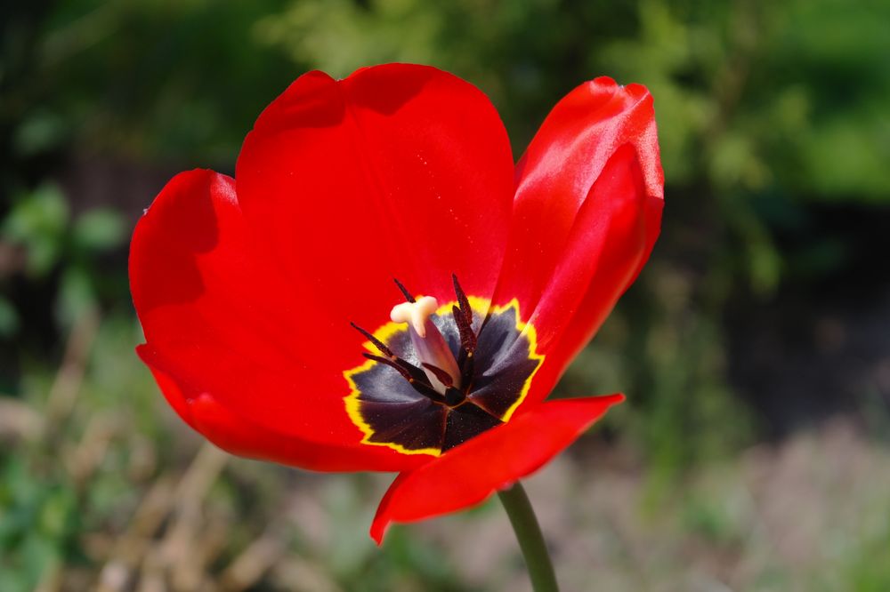 So etwas steht in meinem Garten?