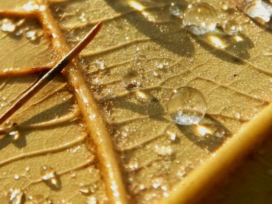 ---\|/ so faengt der tag gut an---