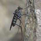 So farbenfroh können Fliegen sein! - Une simple petite mouche aux belles couleurs brillantes!