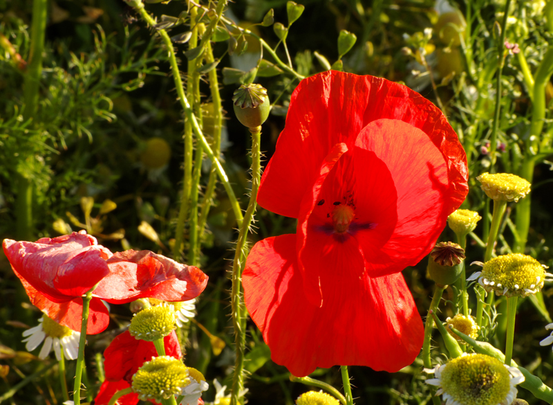 So farbig kann der Sommer auch aussehen...