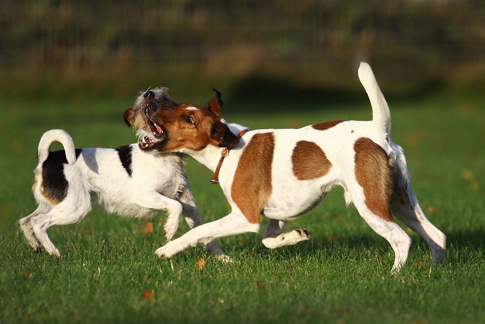 So feiern Terrier...