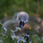 So flauschig