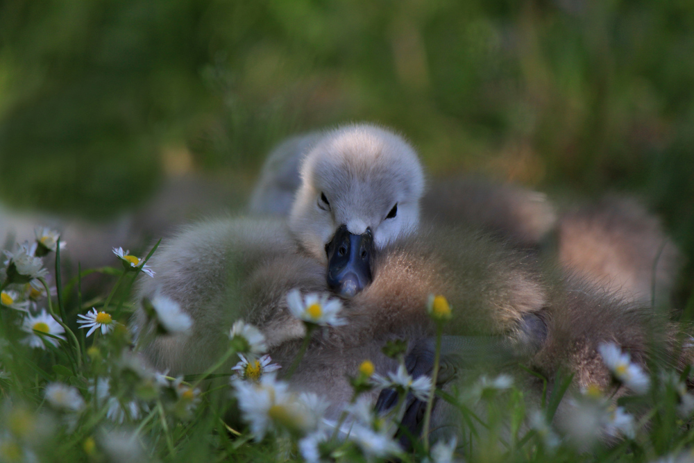 So flauschig