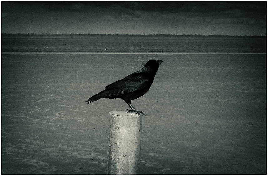 ...so flieg denn nun, du großer schwarzer vogel... Foto & Bild