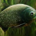 São Francisco Piranha (Pygocentrus piraya)