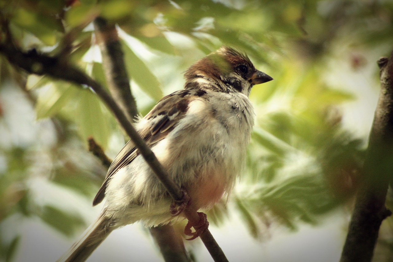 so frei sein, wie ein vogel