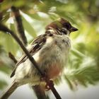 so frei sein, wie ein vogel