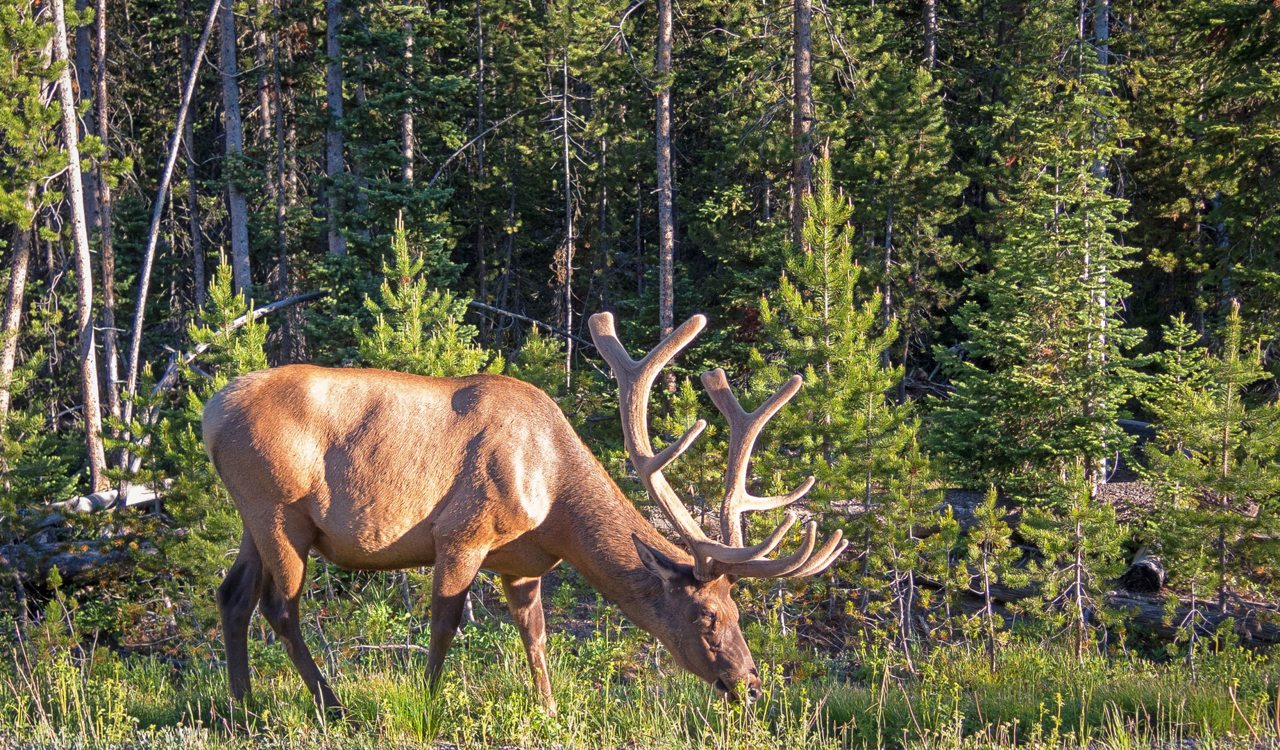 So friedlich kann der Yellowstone N.P. sein