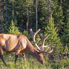 So friedlich kann der Yellowstone N.P. sein