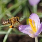 so früh sind die Honigbienen schon unterwegs