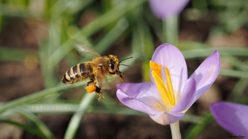 so früh sind die Honigbienen schon unterwegs