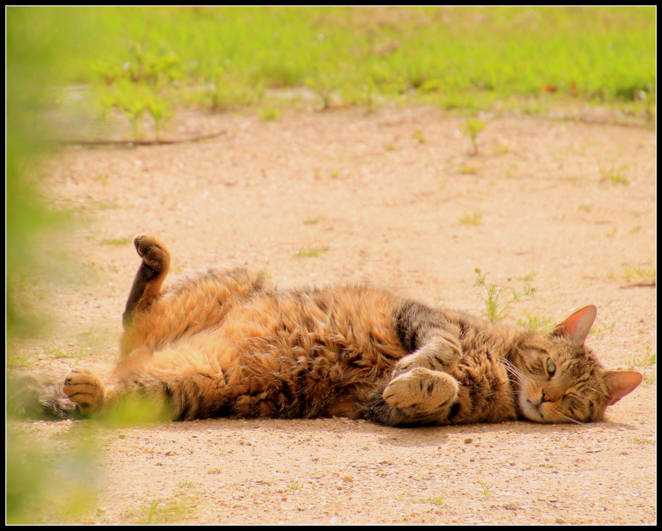 so fühlt Katze sich wohl