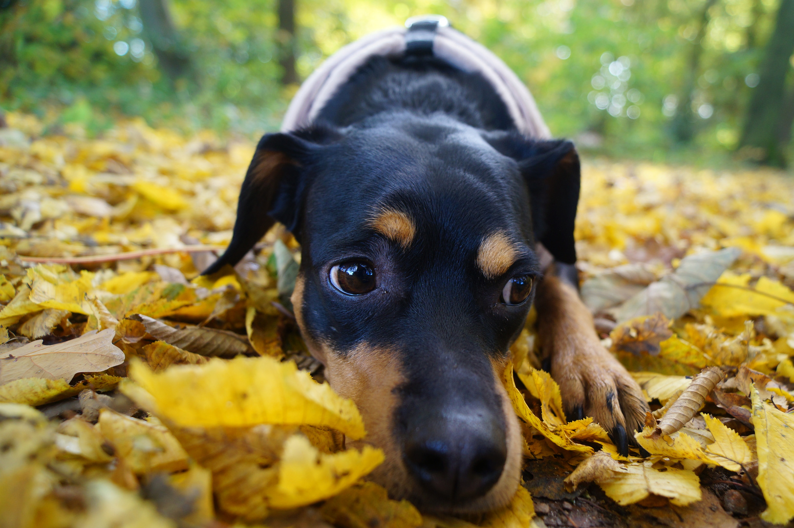 So gefällt uns der Herbst!