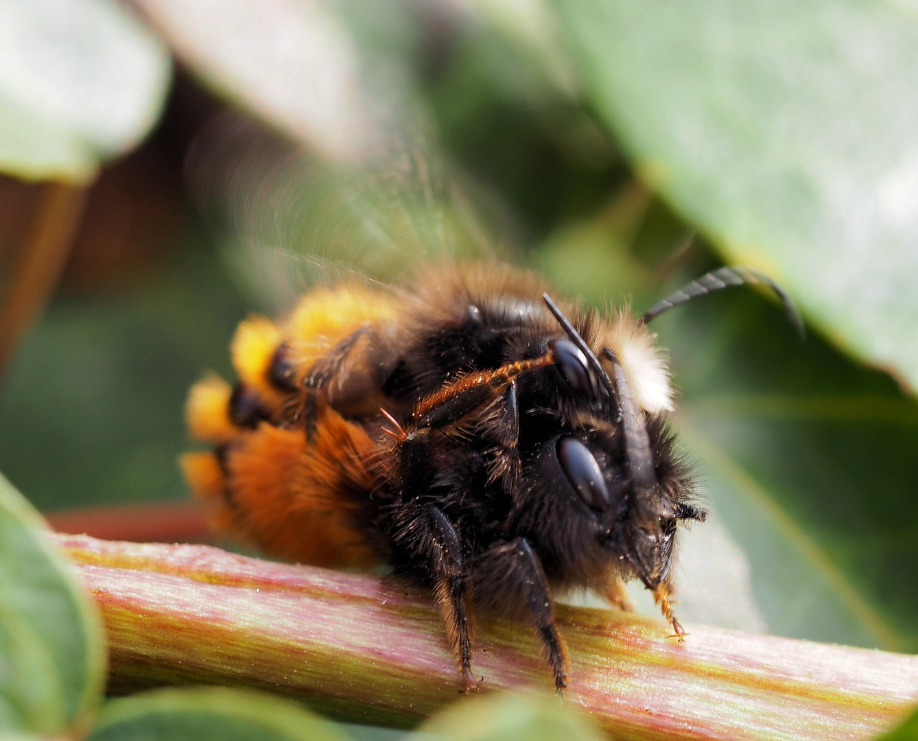 So geht Bienen Sex....